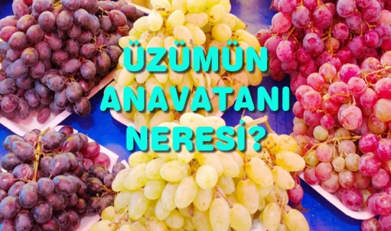 Üzüm Batı Asya'da mı evcilleştirildi?