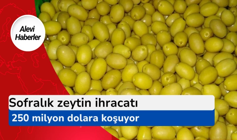 Sofralık zeytin ihracatı 250 milyon dolara koşuyor