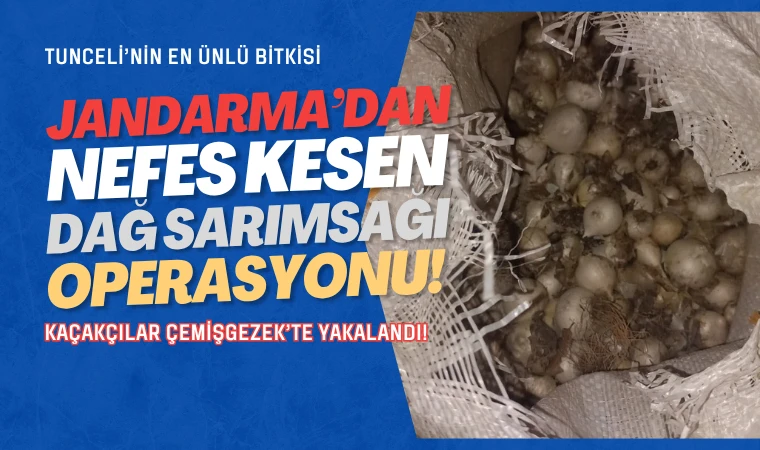 Tunceli’de dağ sarımsağı kaçakçılarına operasyon!