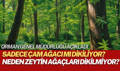 Sadece çam ağacı mı dikiliyor?
