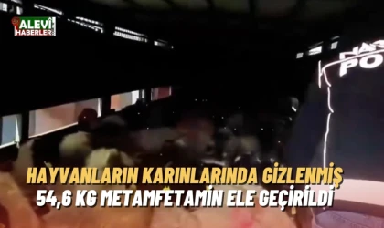 Hayvanların karınlarında gizlenmiş 54,6 kg metamfetamin ele geçirildi