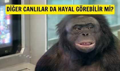 Hayal gücü sadece bize özgü değil!